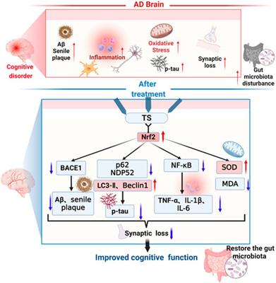 Therapeutic effects of total saikosaponins from Radix bupleuri against Alzheimer’s disease